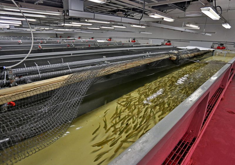 Pisciculture - Parc Découverte Nature