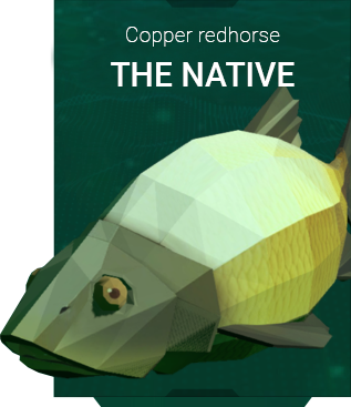 Copper-Redhorse-Aquatica